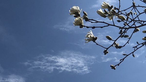 Blue skies magnolia